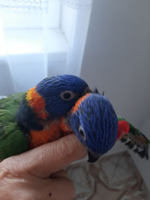 Papagali puiuți Lory