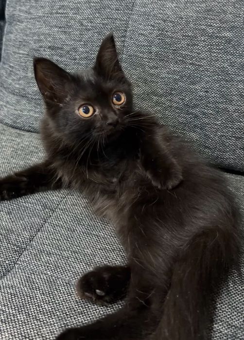 Котенок ищет дом