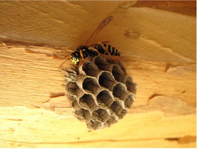 Гнездо осы ,Араның ұясы