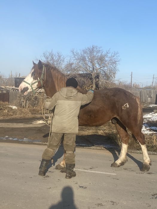 Продам жеребец 2.5