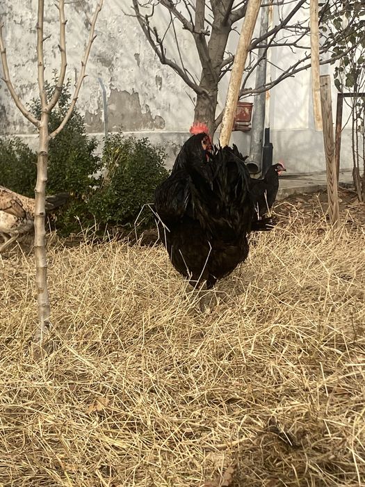 qora shaxzoda sotiladi