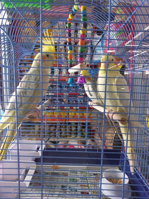 Кореллы домашнего разведение