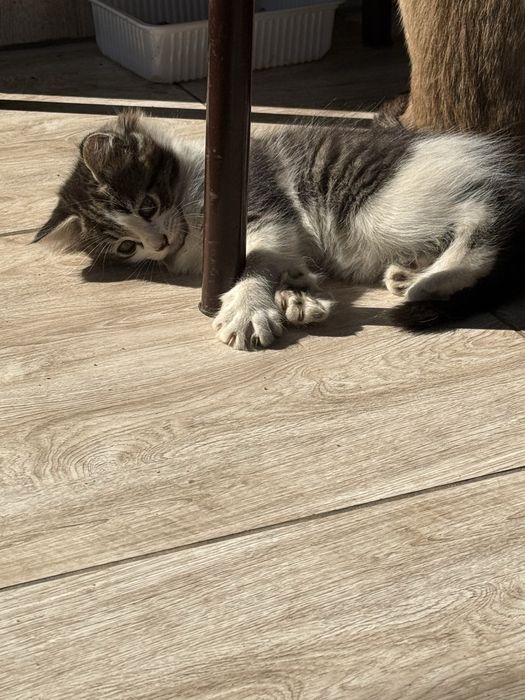 Отдам кошку в добрые руки