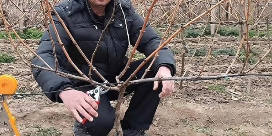 Обрезка винограда