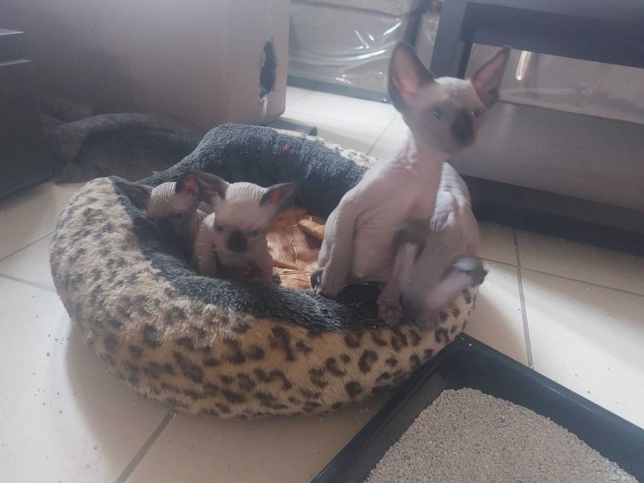 Канадски Сфинкс