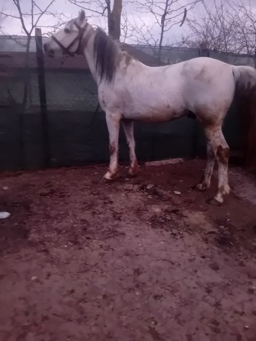 De vanzare armasar de 8 ani cuminte miel