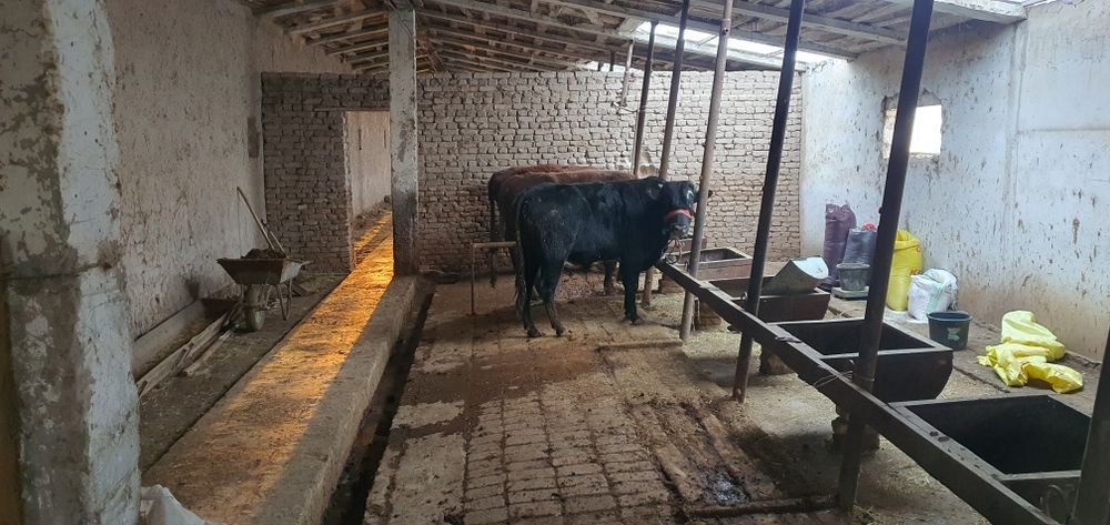 Ferma turar joy maydoni turar 6600 kv