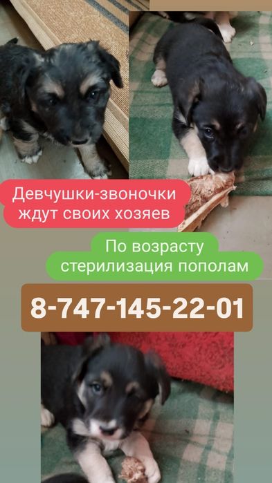 Три щенка девочки