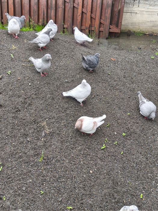 Porumbei texani, perechi și pui