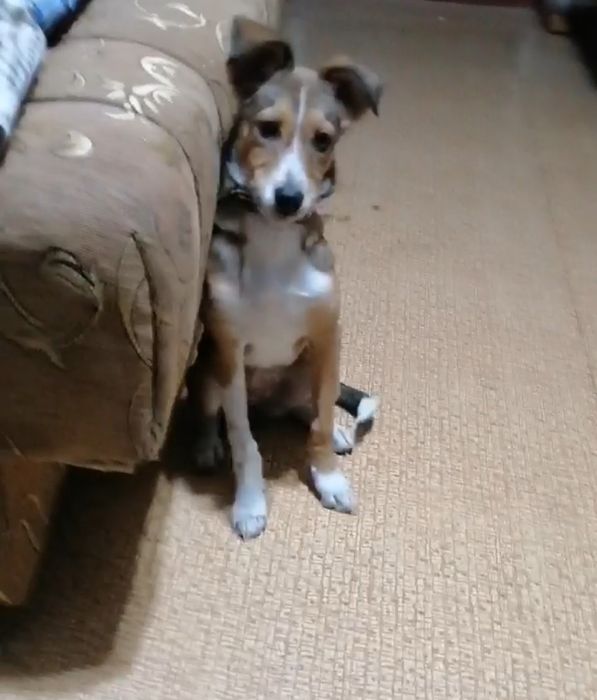 Щенок девочка бесплатно