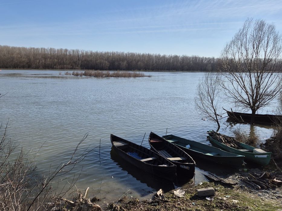 Vand scrumbie de Dunare - proaspat pescuita personal