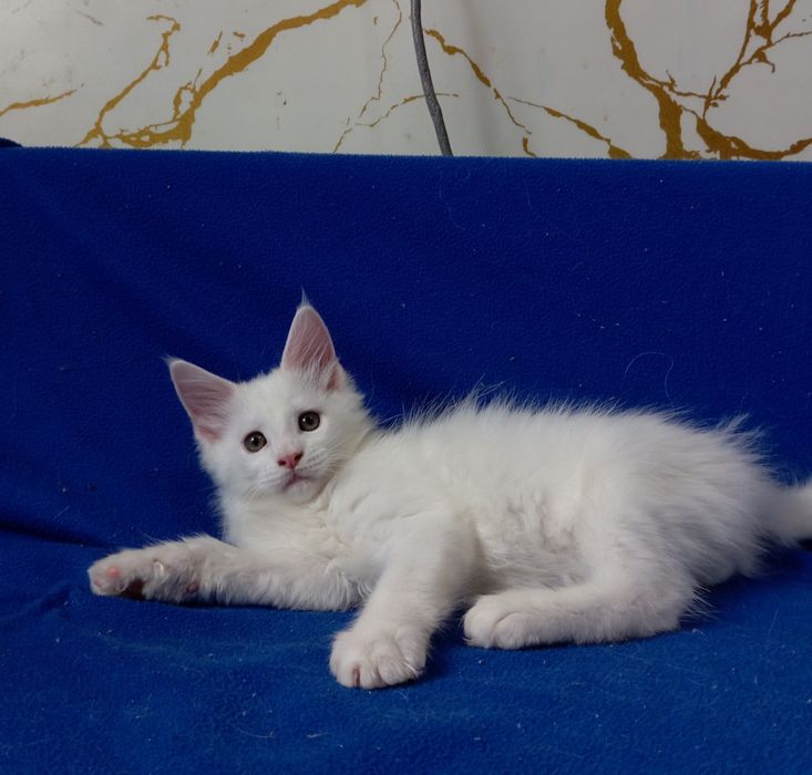 Мейн Кун котята, питомник