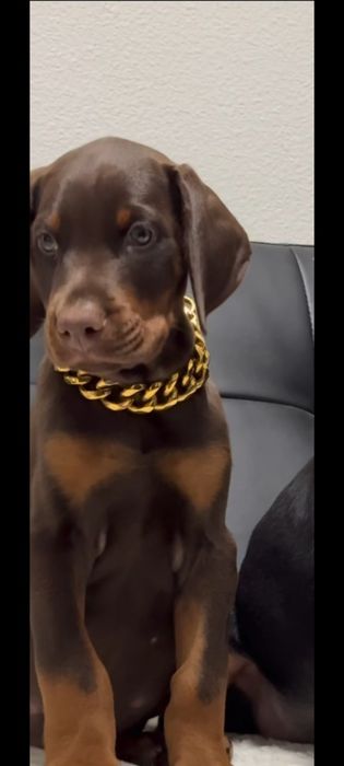 Pui doberman maro