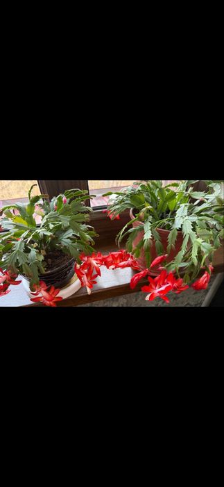 Шлюмбергера декабрист