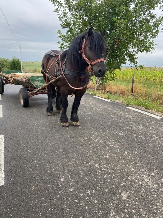 De vânzare cal castrat