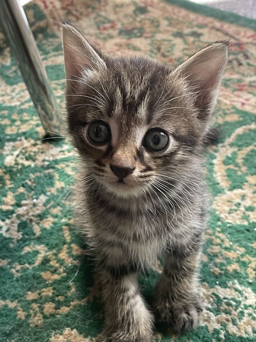 отдам котяток, игривые