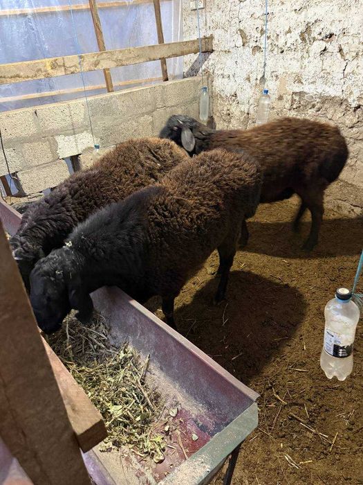 Zotdor sog'lom qo'ylar sotiladi.