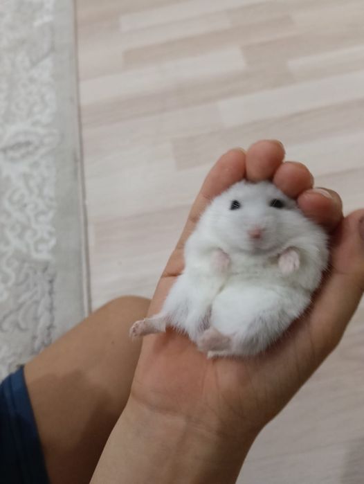 Белые пушистые хомяки, мальчик и девочка.