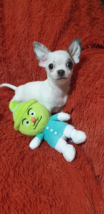 Щенок чихуахуа мальчик