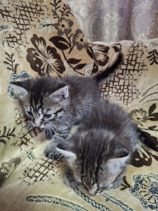 Отдам котят в добрые ручки
