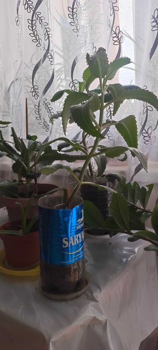 Продам алоэ и каланхоэ