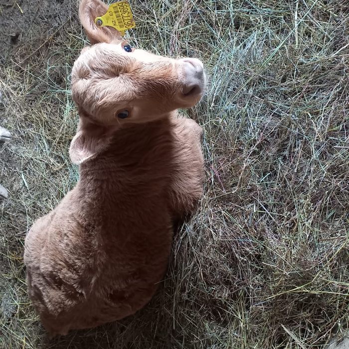 Қашар сатылады 3жасар