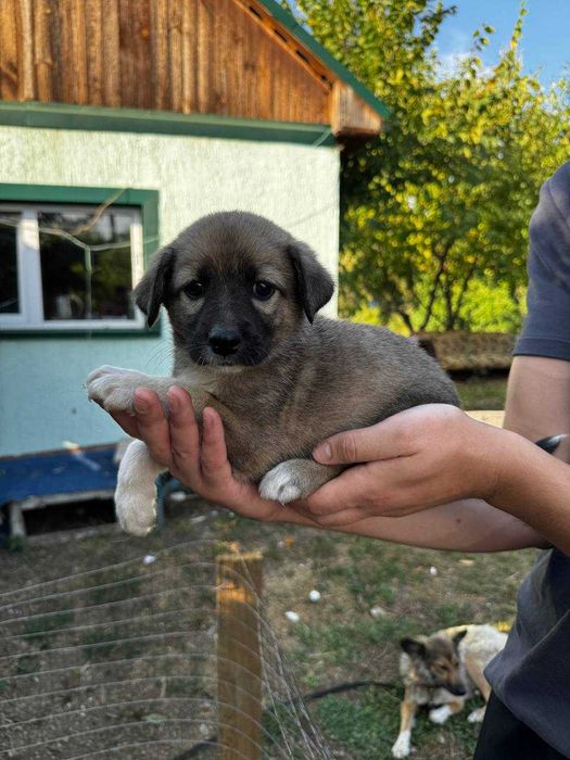 Отдам щенят в добрые руки.