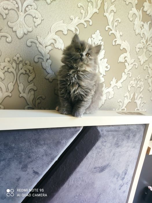 Срочно продаются шотландские котята