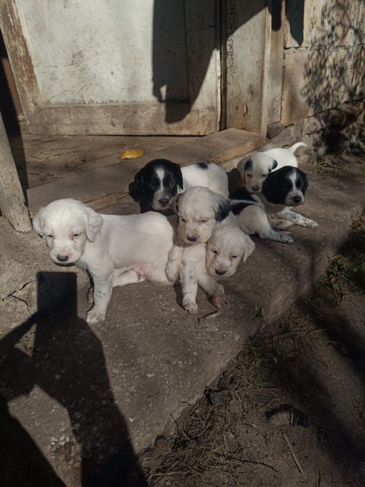 Английски сетер чистокръвни