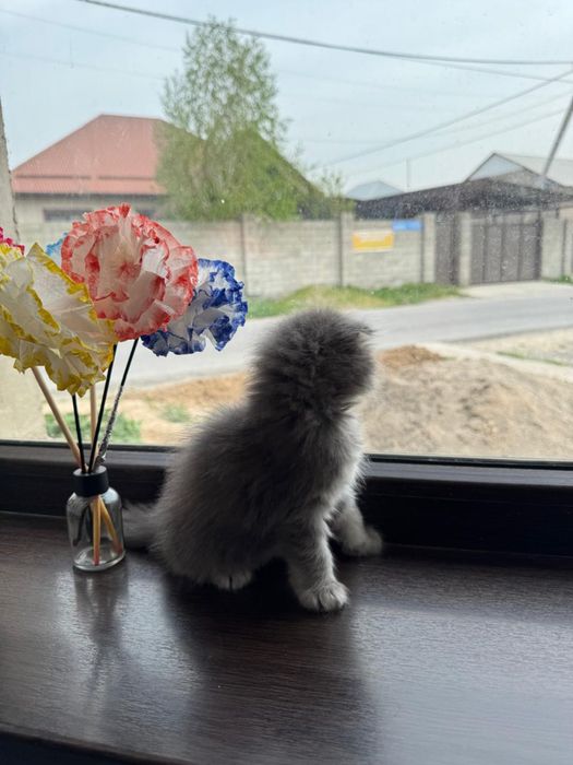 Идеальный подарок, который умеет любить