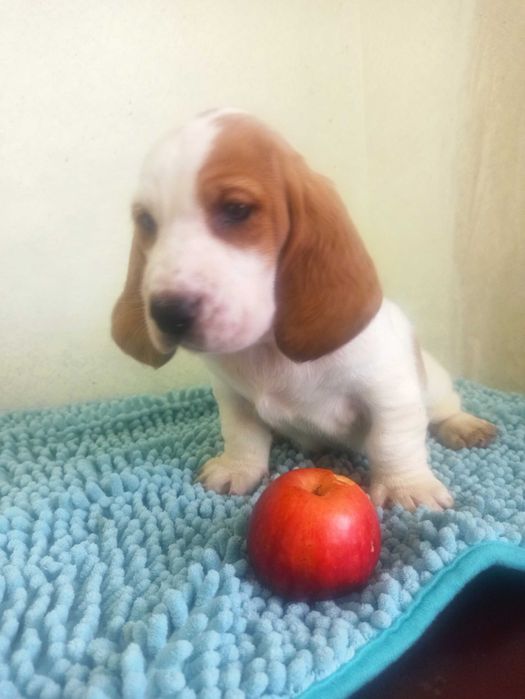 Бассет-хаунд щенки