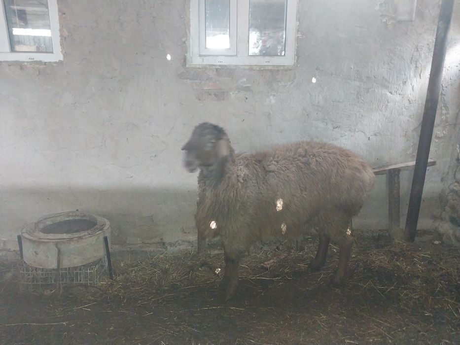 Семіз ісек қошқар сатылады