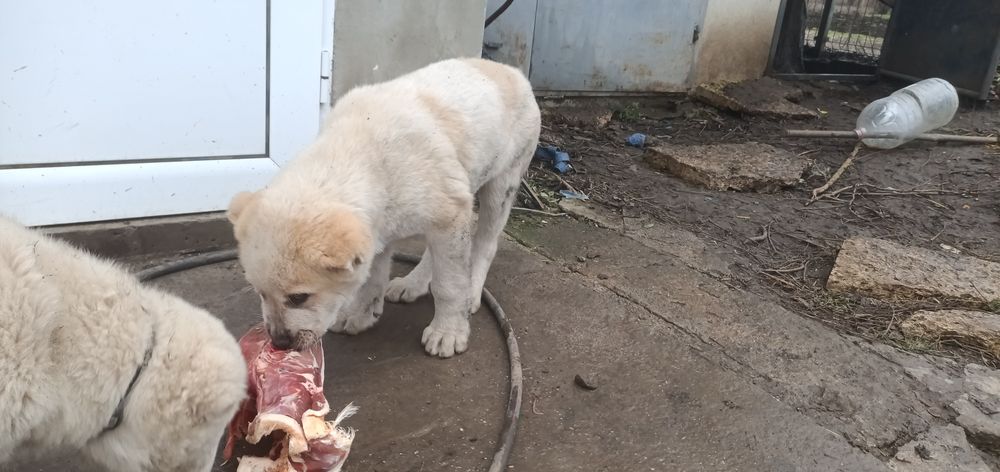 САО Алабайчета, чистокръвни