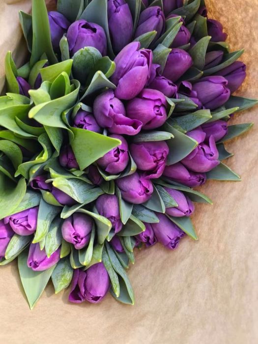 Тюльпаны только оптом