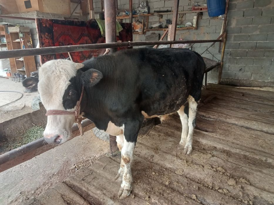 Бұқа жасынан асқан