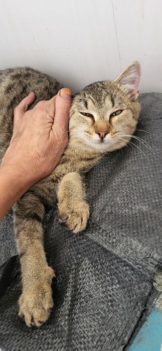 Котик домашний 6 месяцев