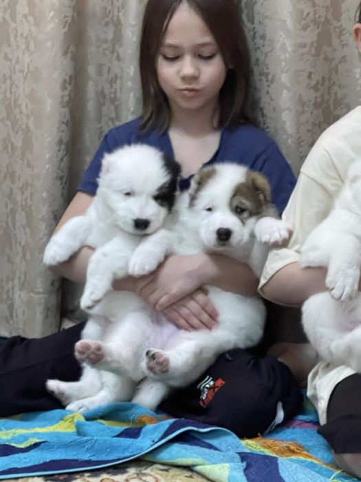 Продам щенков САО тобет