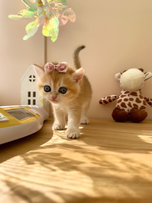 Золотые шиншиллы котята из питомника