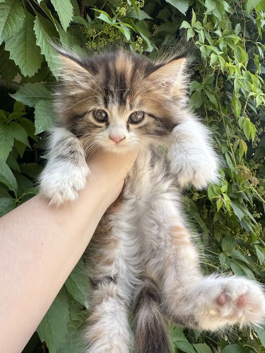 Отдам котят в добрые руки