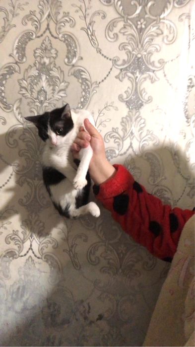 Мысық кошка в добрые руки