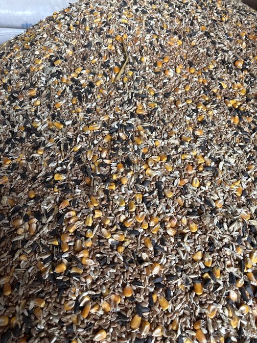 зерно бидай пщеница