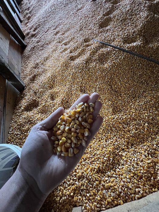 Porumb, productie 2025