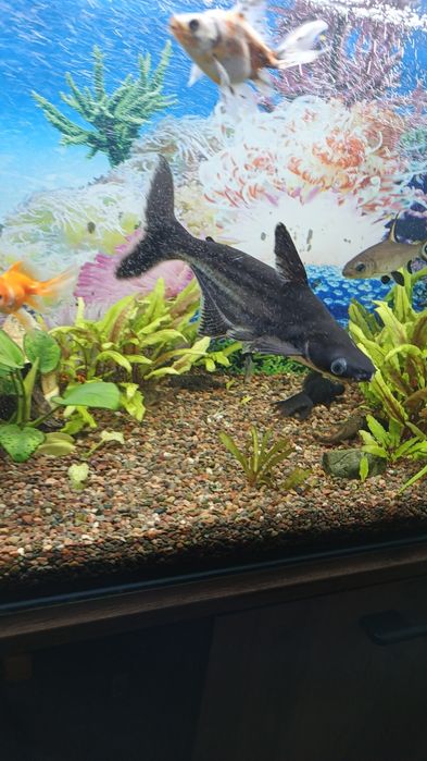 Акулий сом (Пангасиус)