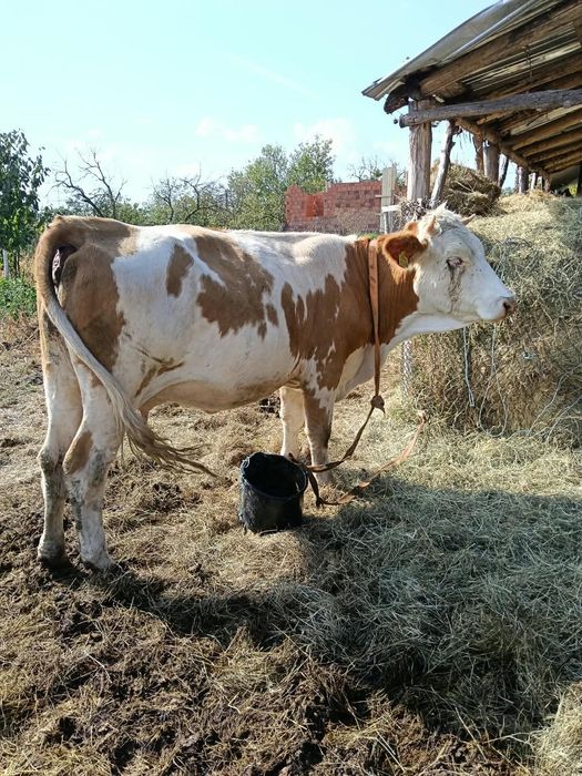 Vând vacă la prima fătare vacă cuminte
