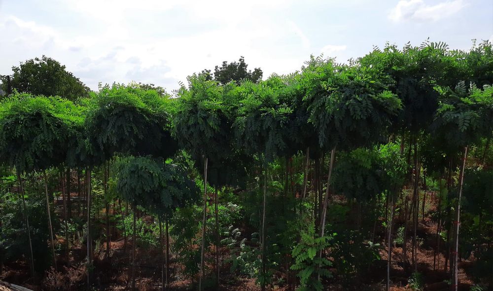 Кълбовидна акация