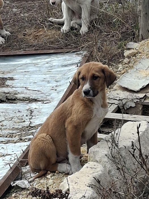 Отдам в хорошые руки