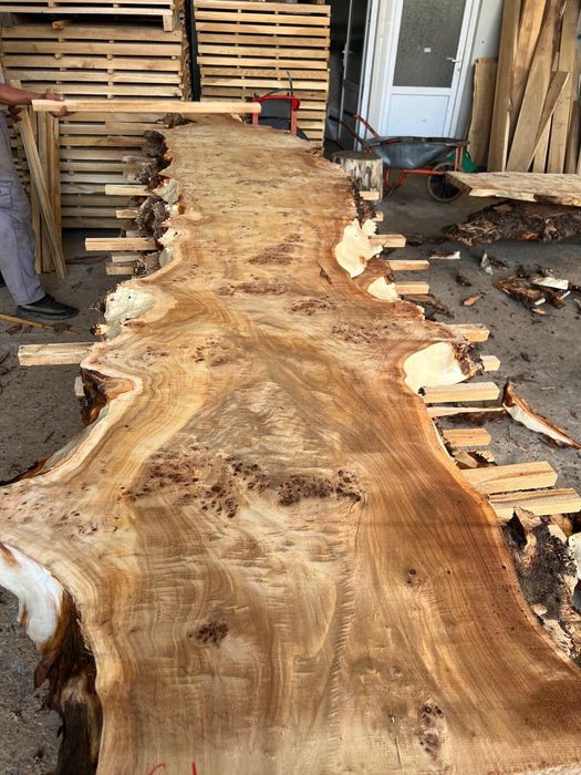 Felii, Blaturi Nuc, stejar plop 50-,100 cm