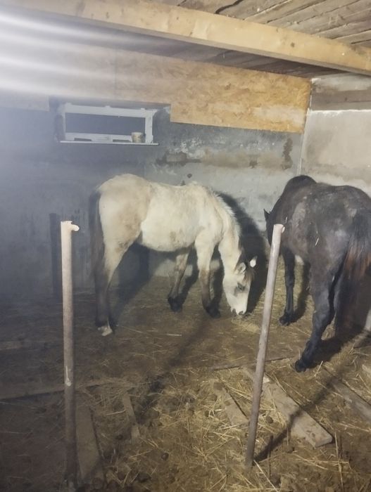 Продам жабага хороший