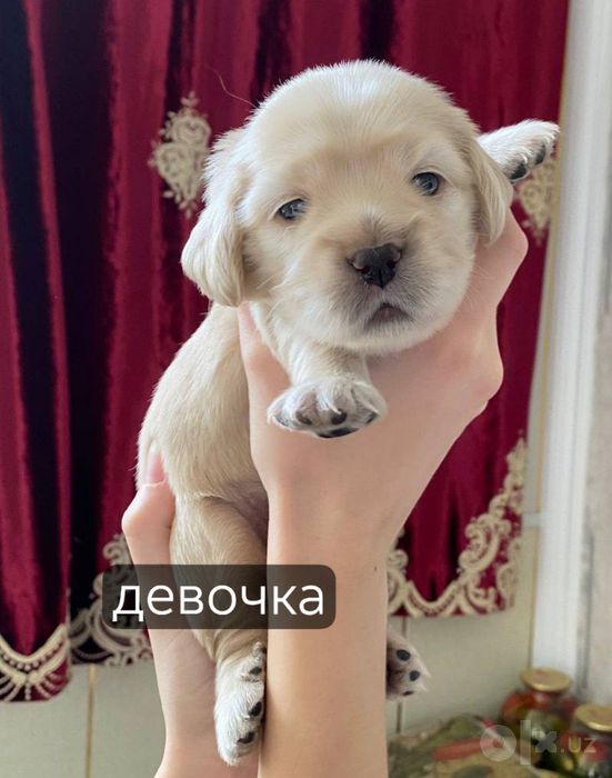 Продаются Американские Кокер-Спаниель