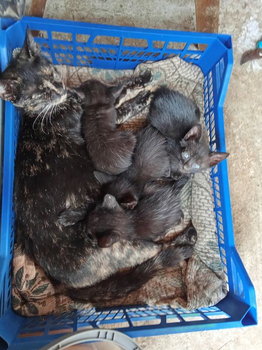 Pisici pt adopție